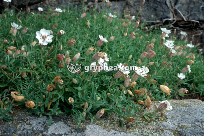 Silène maritime (Silena maritima) - fleurs - gryphea.org